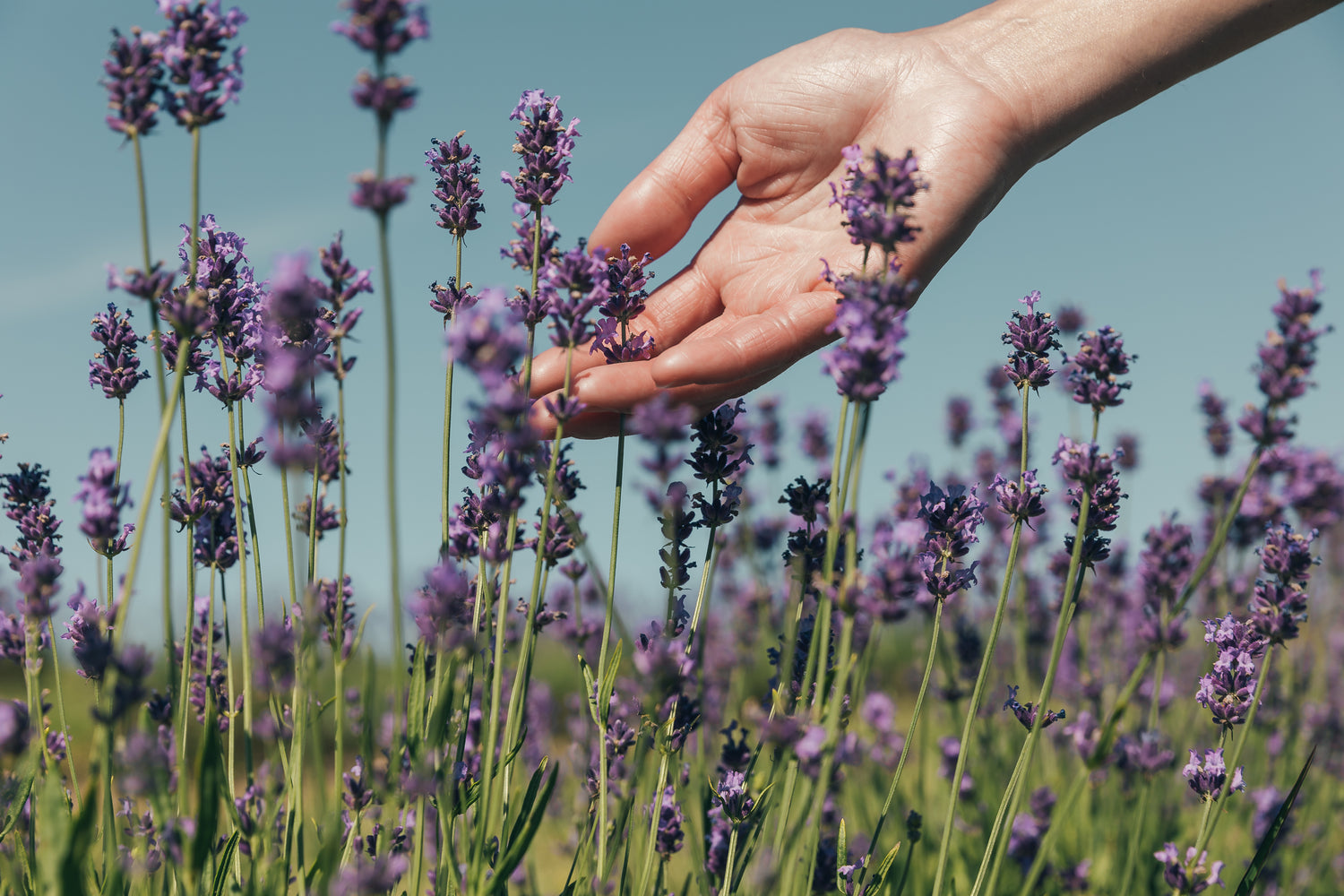 Hand die lavendelbloemen aanraakt in een natuurlijk veld – symbool voor duurzame en natuurlijke ingrediënten van NU-MÍ